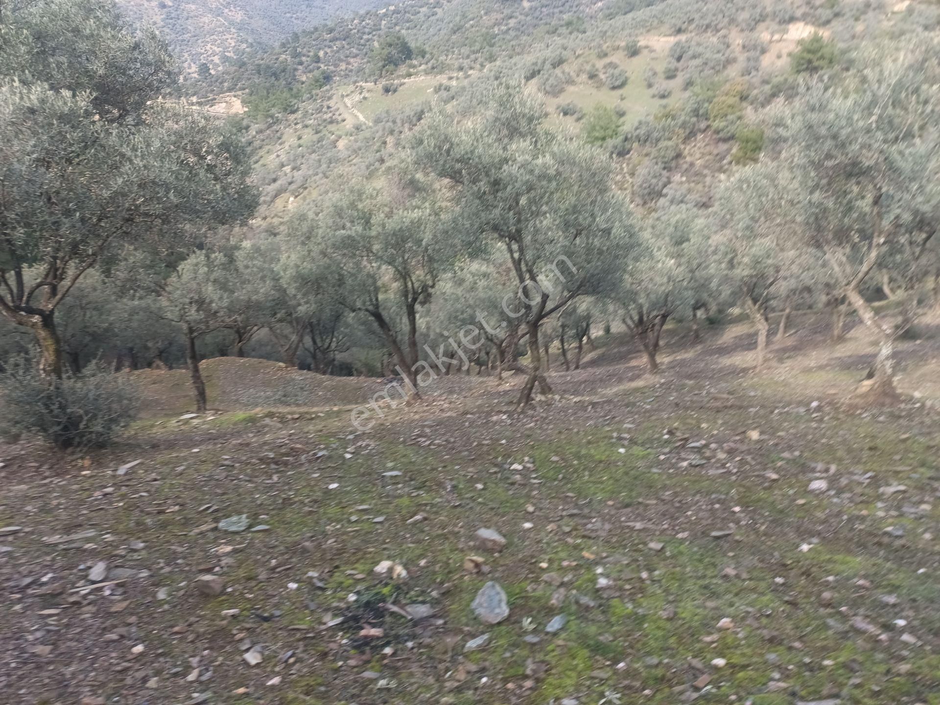 İzmir Torbalı Gold Emlaktan Satılık Harika Ve Kelepir Bahçe - Görsel 9