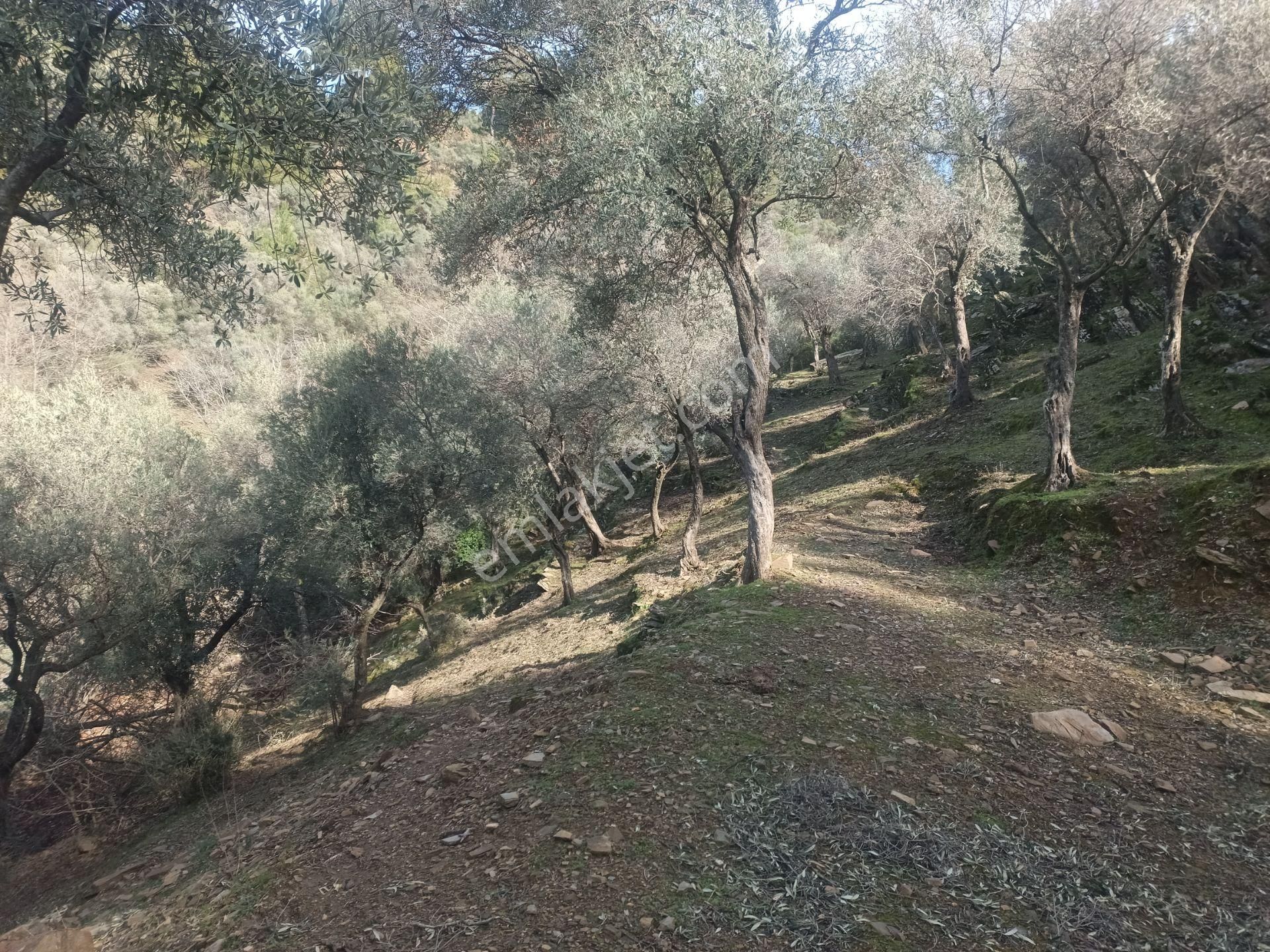 İzmir Torbalı Gold Emlaktan Satılık Harika Ve Kelepir Bahçe - Görsel 3