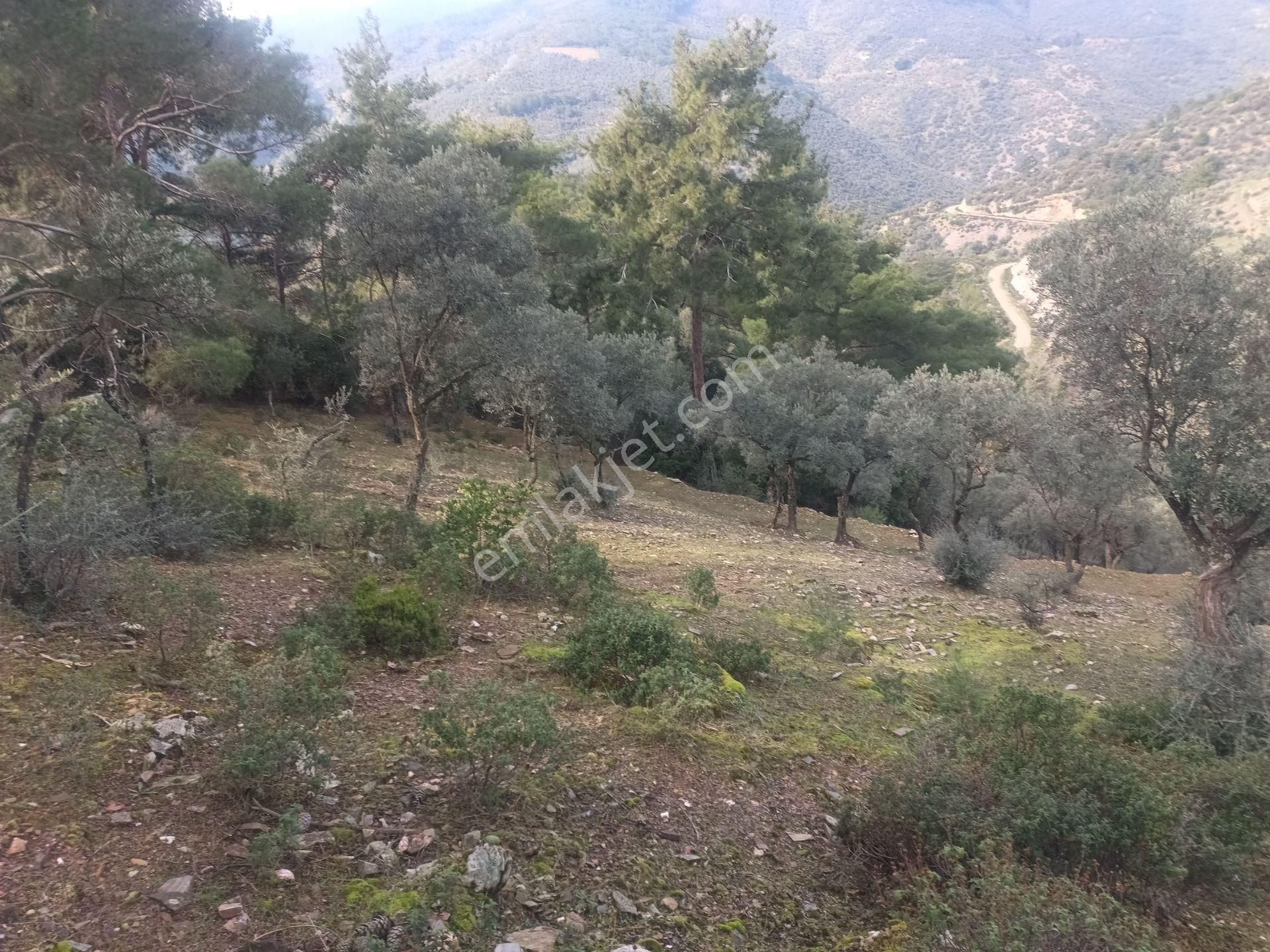 İzmir Torbalı Gold Emlaktan Satılık Harika Ve Kelepir Bahçe - Görsel 7