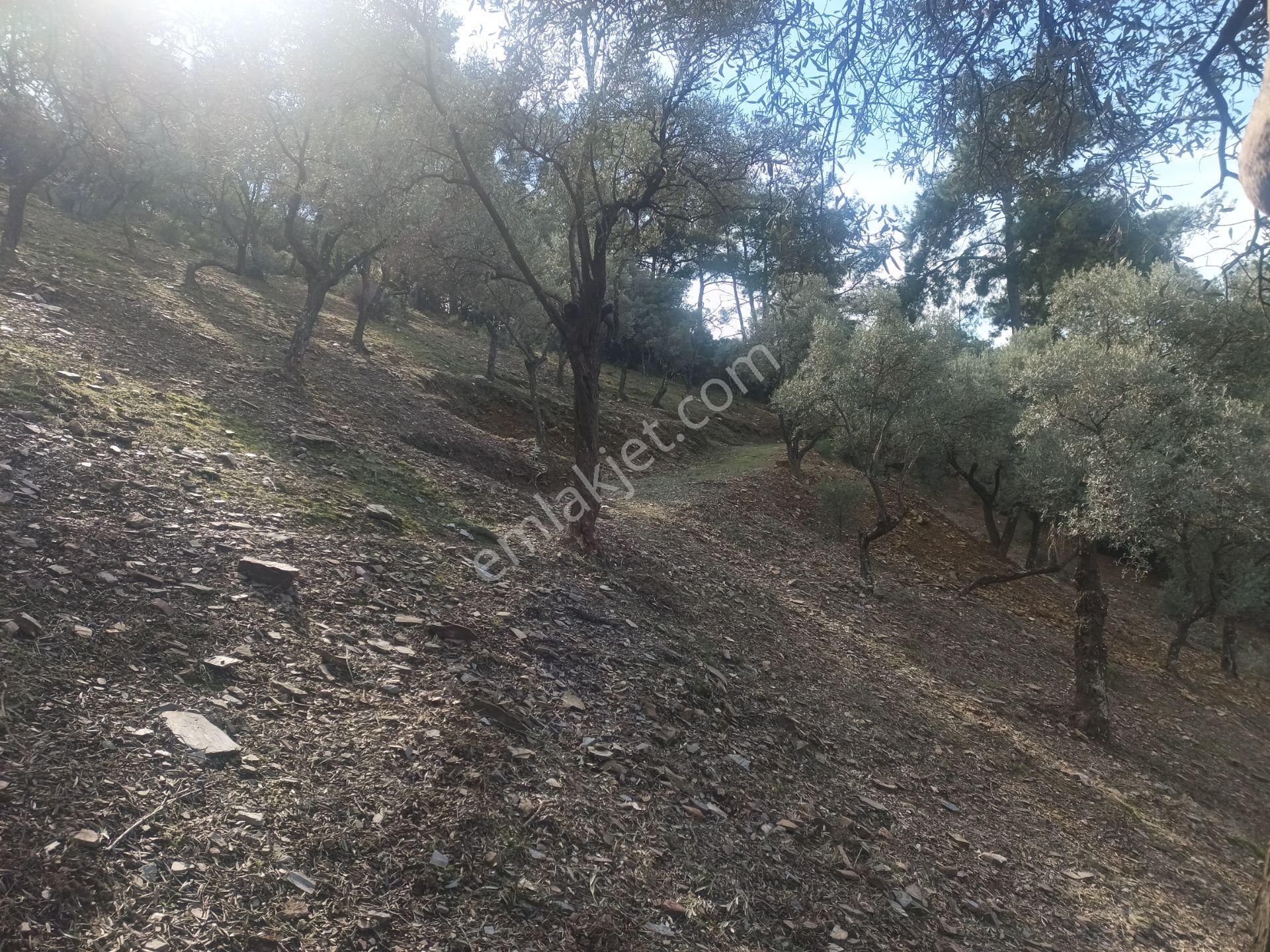 İzmir Torbalı Gold Emlaktan Satılık Harika Ve Kelepir Bahçe - Görsel 15