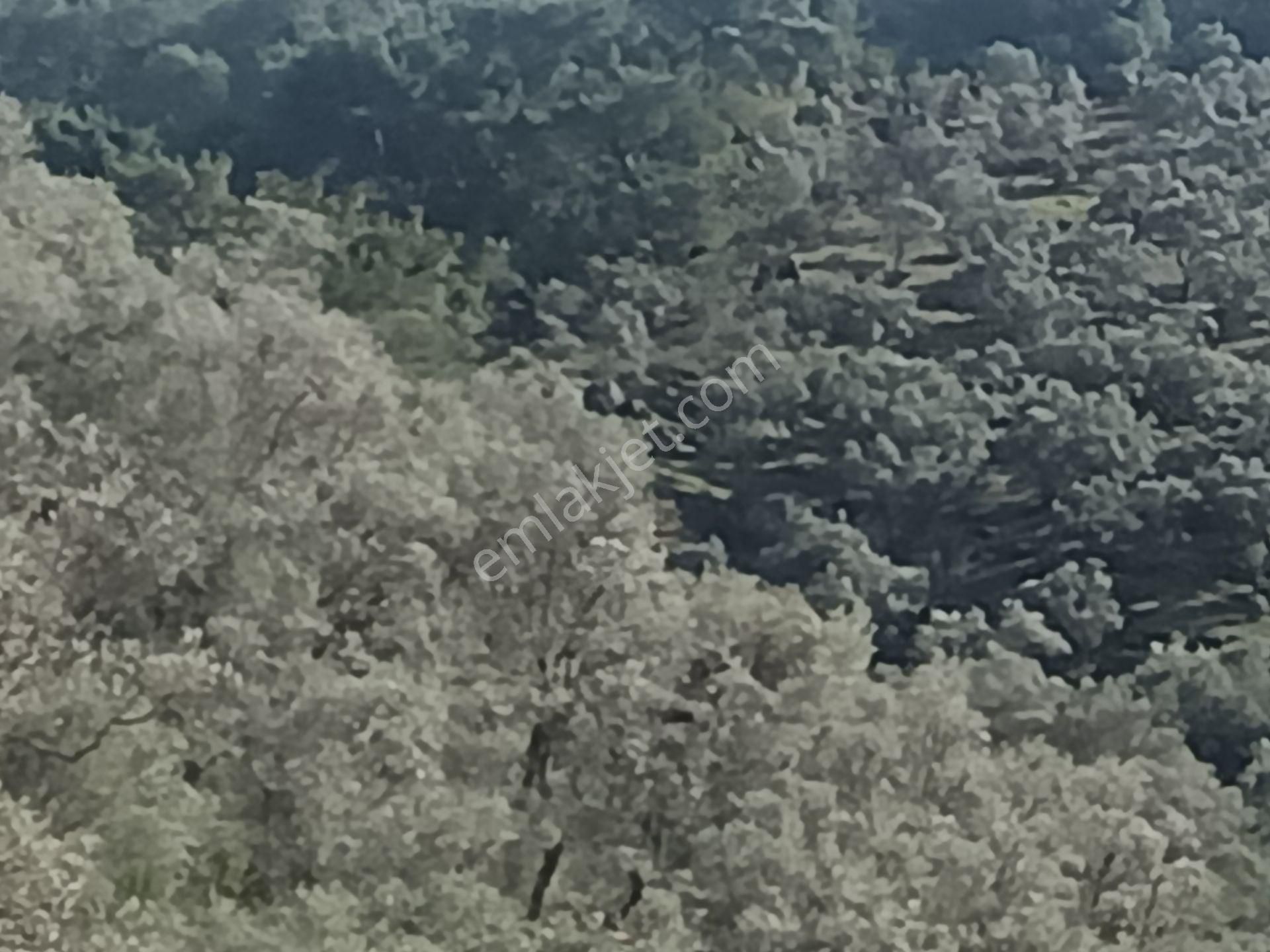 İzmir Torbalı Gold Emlaktan Satılık Harika Ve Kelepir Bahçe - Görsel 19