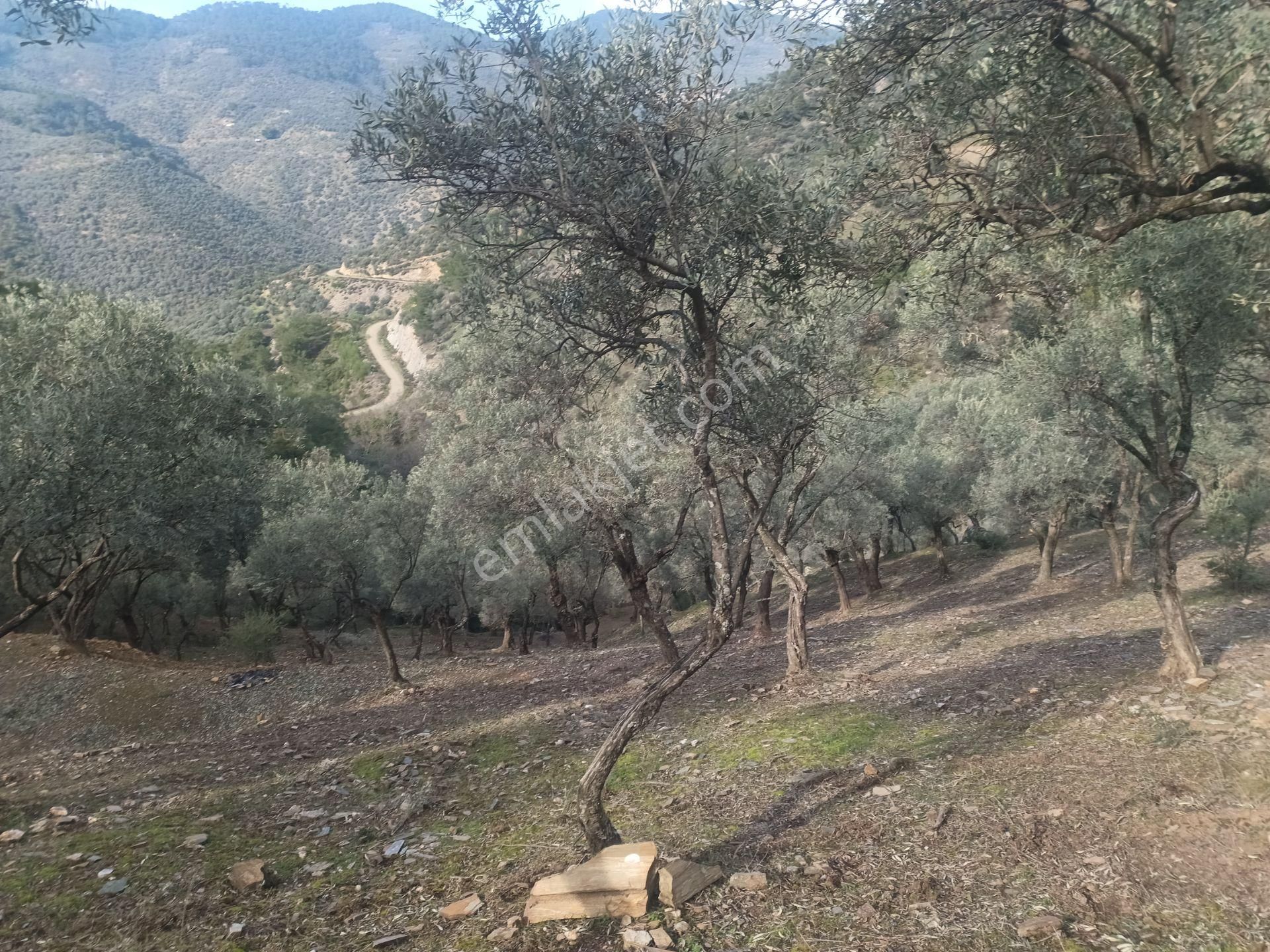 İzmir Torbalı Gold Emlaktan Satılık Harika Ve Kelepir Bahçe - Görsel 11