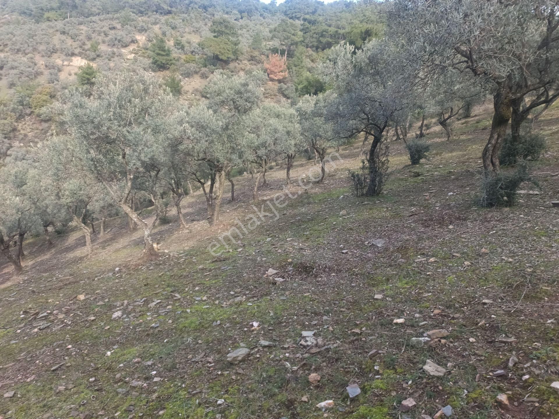 İzmir Torbalı Gold Emlaktan Satılık Harika Ve Kelepir Bahçe - Görsel 8