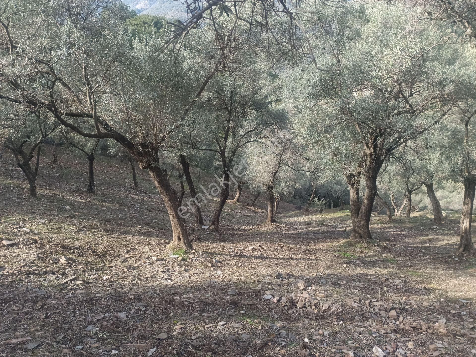 İzmir Torbalı Gold Emlaktan Satılık Harika Ve Kelepir Bahçe - Görsel 14