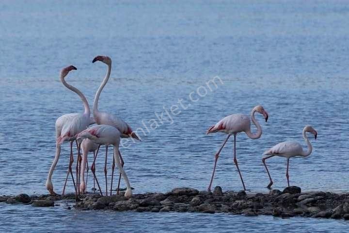 Boğaziçi Adabükünde Deniz Ve Göl Manzaralı 508 M² Satılık Arsa - Görsel 21