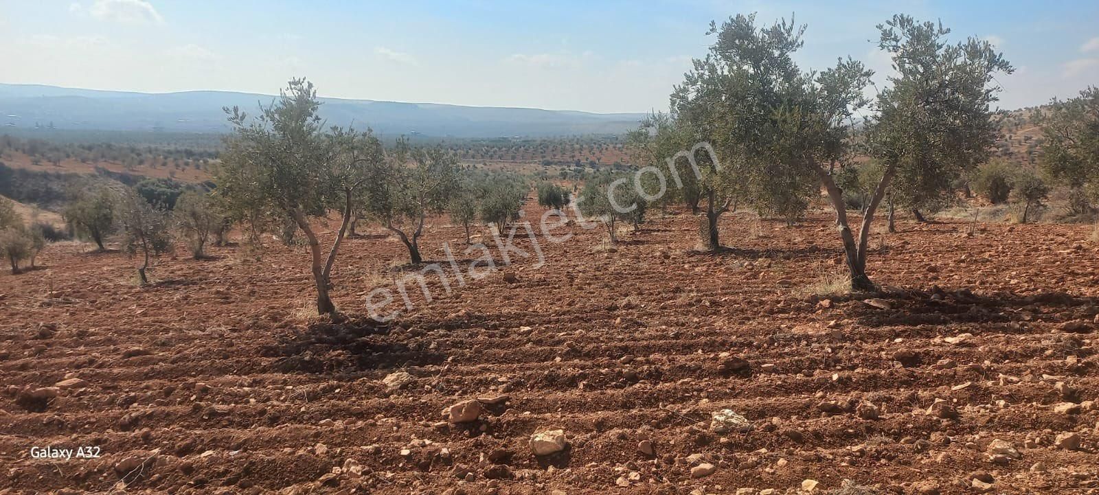 Nizip Sekili Satılık Bağ & Bahçe Sekili - Nizip 'de Satılık Arazi.kadastro Yolu Var. E90' A 2 Km.