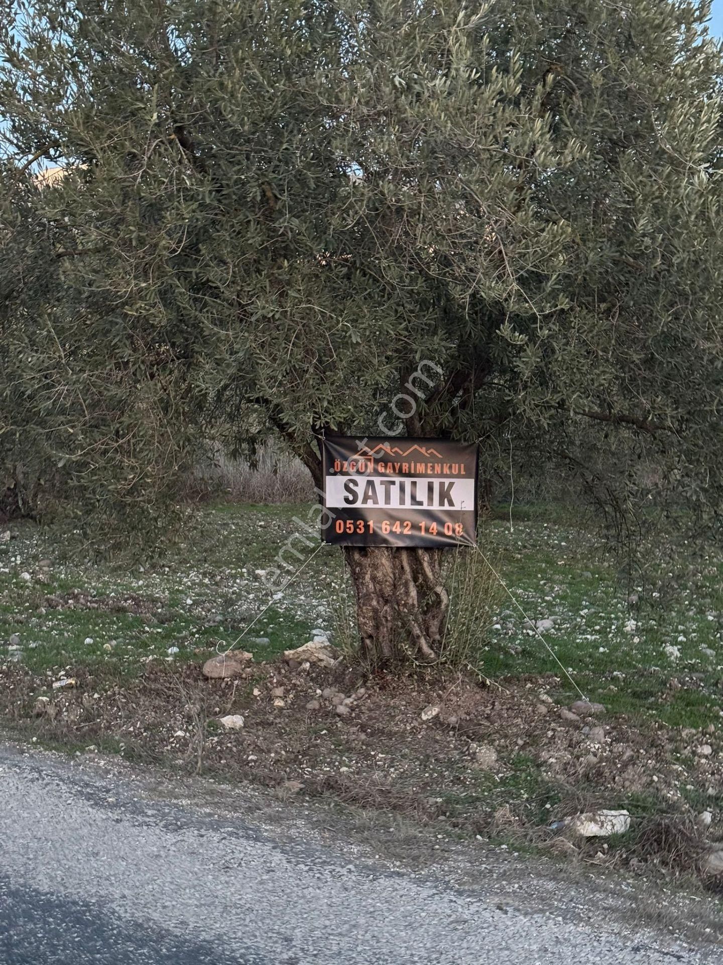 Manisa Saruhanlı Satılık Zeytinlik Özgün Gayrimenkul'den Saruhanlı - Bahadır Mah.de