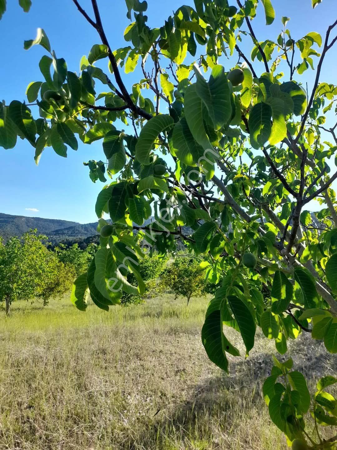 Serinhisar Kocapınar Satılık Tarla Satılık Ceviz Tarlası Serinhisar Mevkisinde