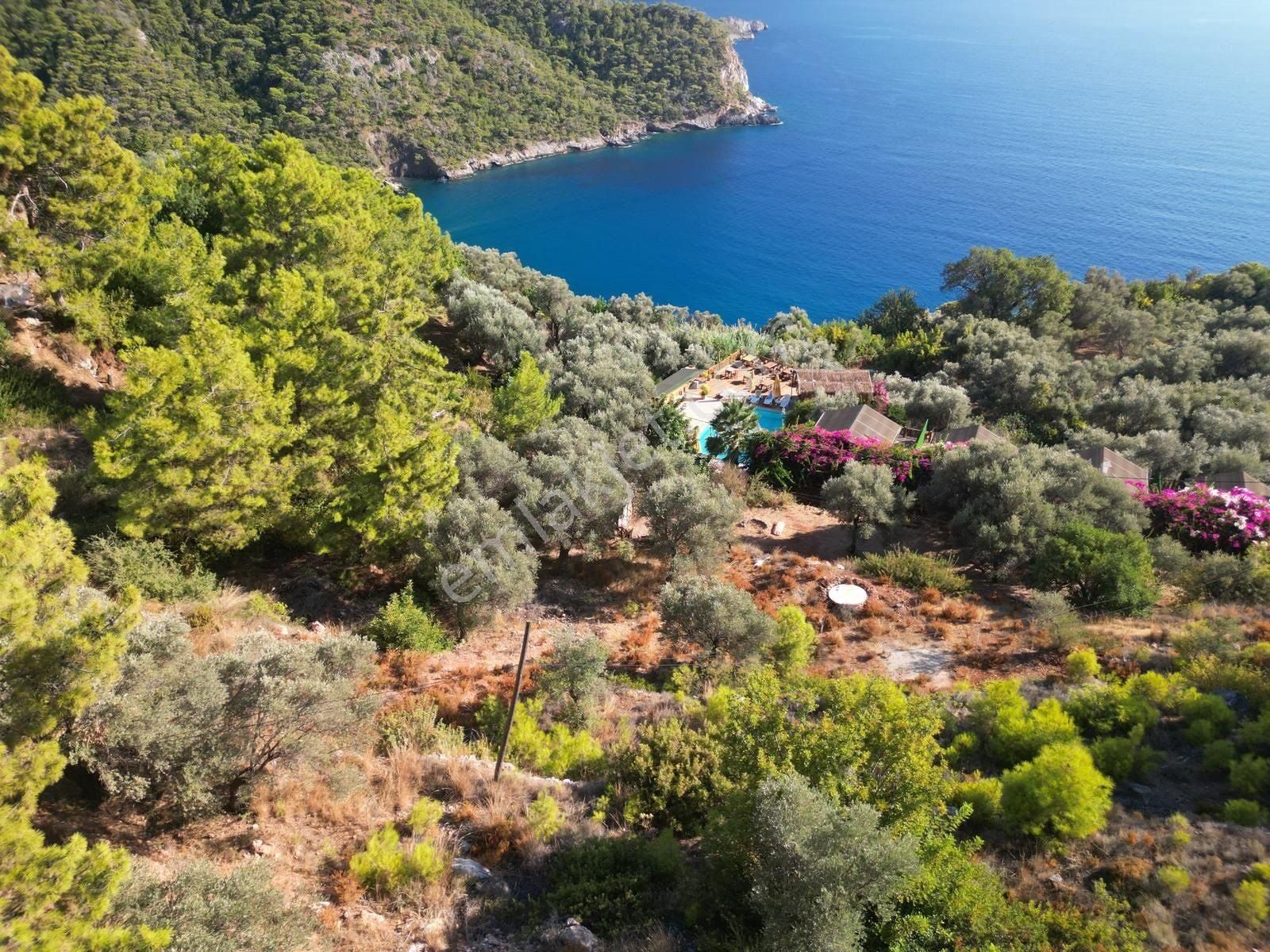 Fethiye Faralya Satılık Tarla Fethiye Faralyada 6060 M2 Müstakil Parsel Ful Deniz Manzaralı Satılık