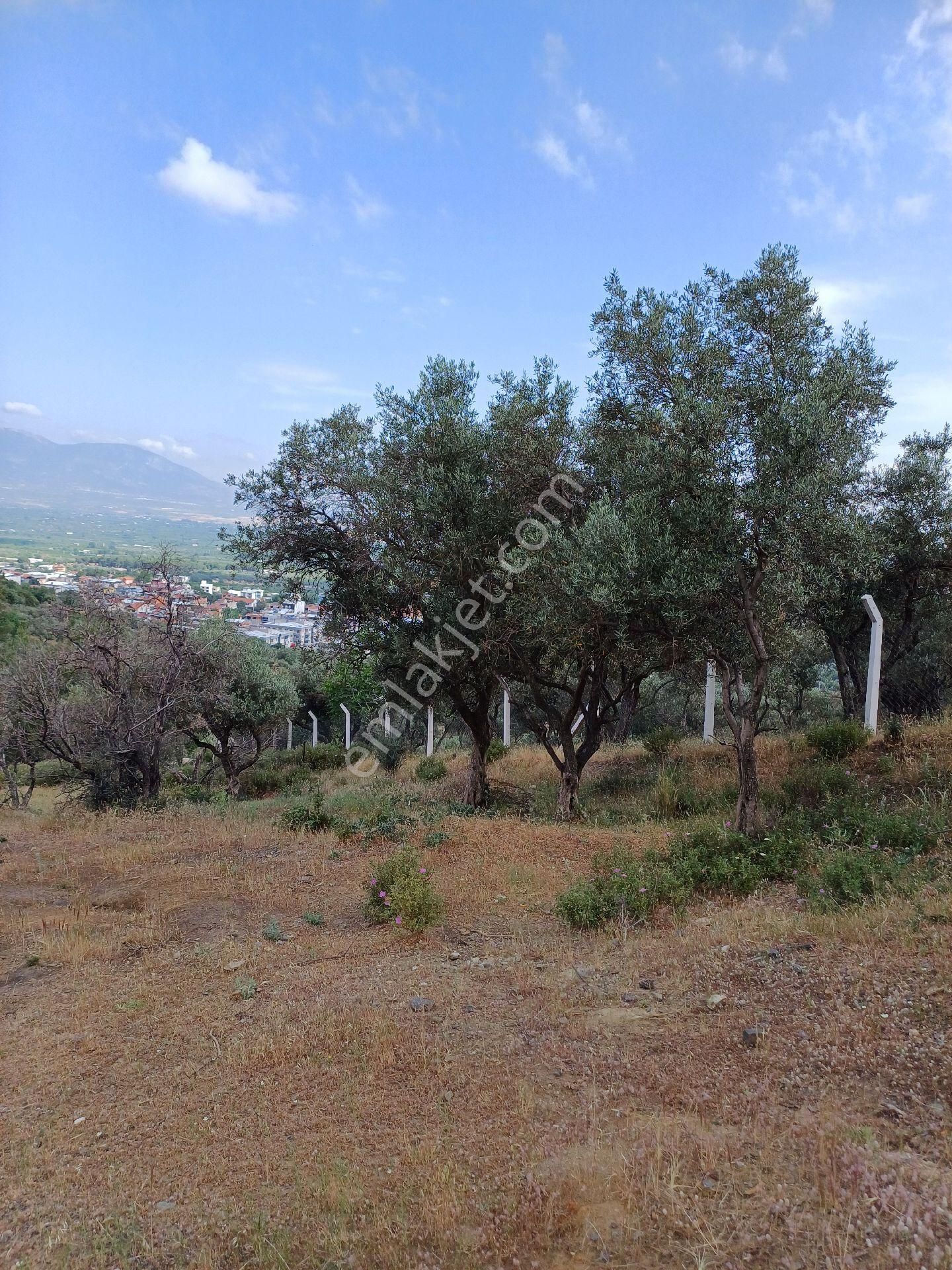 İzmir Kemalpaşa Satılık Zeytinlik Sahibinden Komisyonsuz Merkeze Yakın Yol Alan Zeytinlik