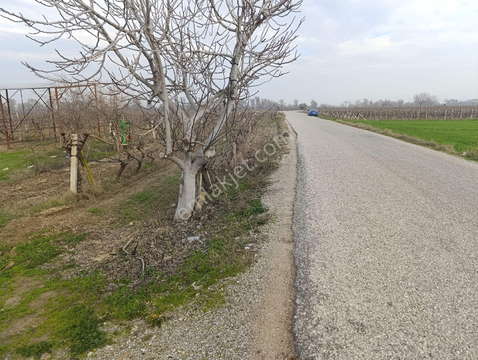 Şehzadeler Hacıhaliller Satılık Tarla Manisa Hacıhallerde Satılık Bağ