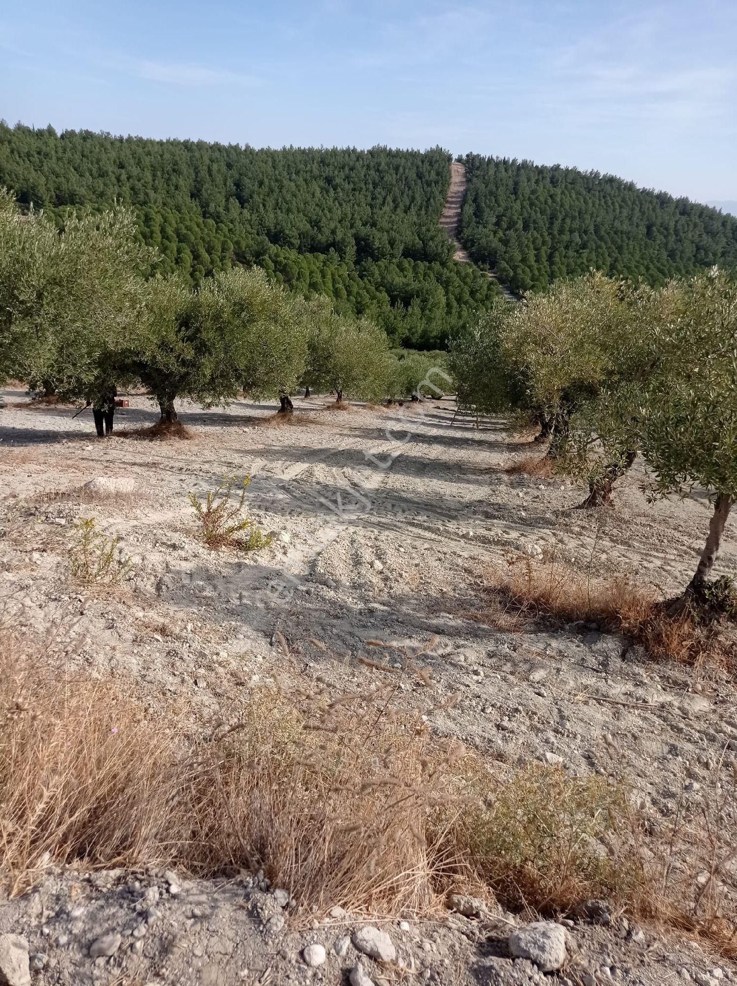 Saruhanlı Apak Satılık Tarla Manisa Saruhanlı Appak Köyünde Satılık Zeytinlik