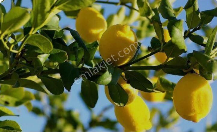 Erdemli Tömük Satılık Bağ & Bahçe Yeşilderede Limon Bahçesi