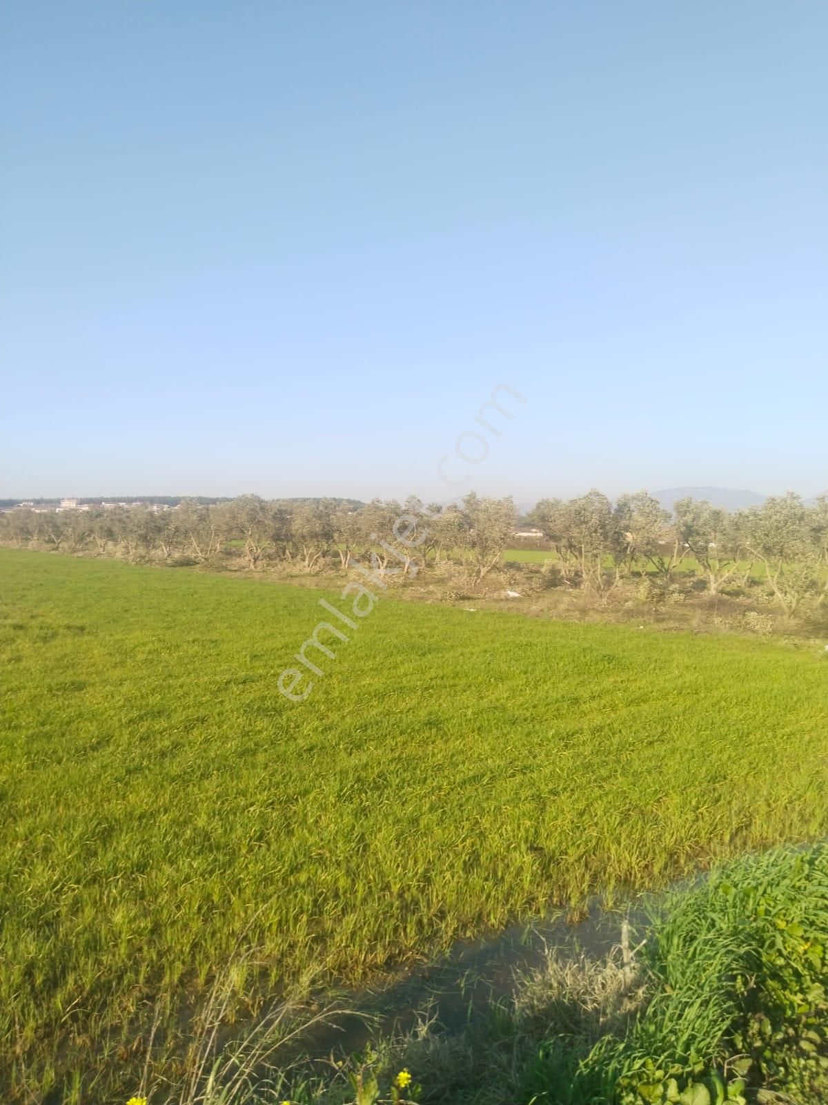 Menderes Oğlananası Cumhuriyet Mahallesi'nde Satılık Tarla - Görsel 6
