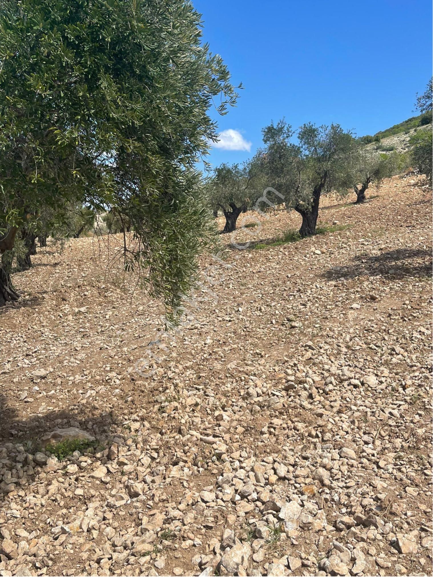 Gaziantep Şahinbey Satılık Özel Kullanım Şahinbey Cevizli Mahallesin De Tonluk Zeytin Bahçsi