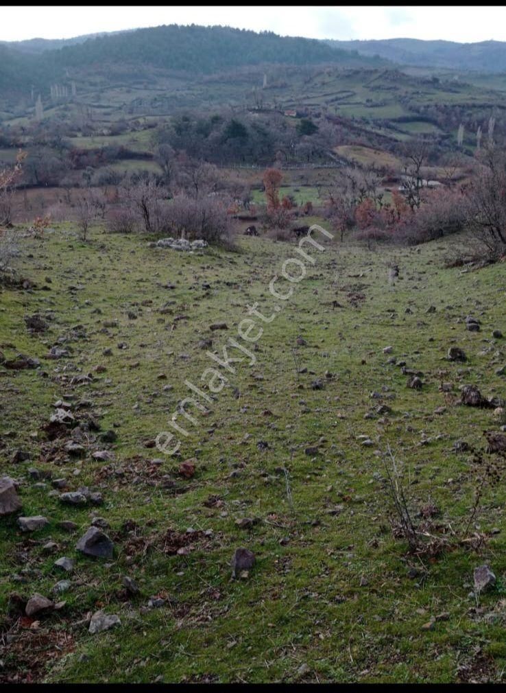 Bergama Yalnızdam Satılık Tarla Bergama Yalnızdam Da 2300 M2 Acil Satılıktarla