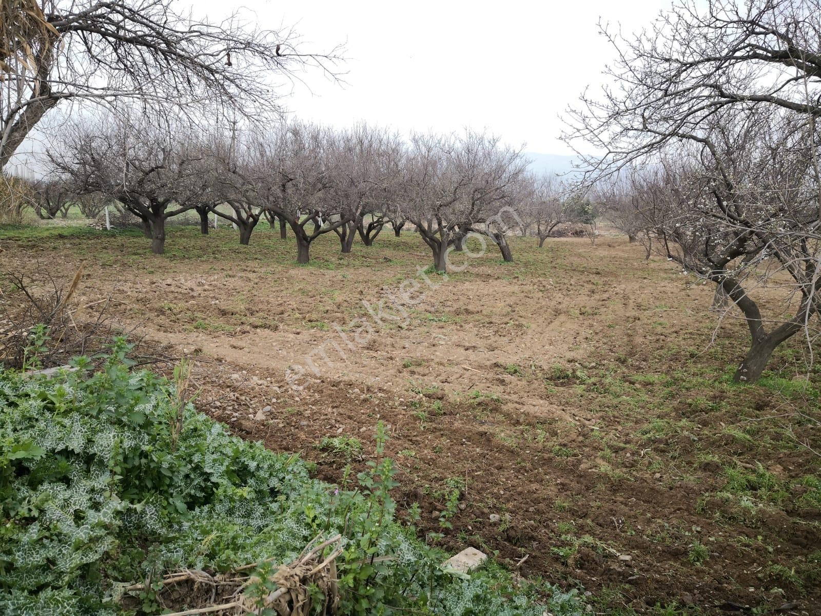 Turgutlu Albayrak Satılık Bağ & Bahçe Manisa/turgutlu Nurcan Emlak'dan 4, Mıntıkada Satılık 3100 M² Erik Bahçesi