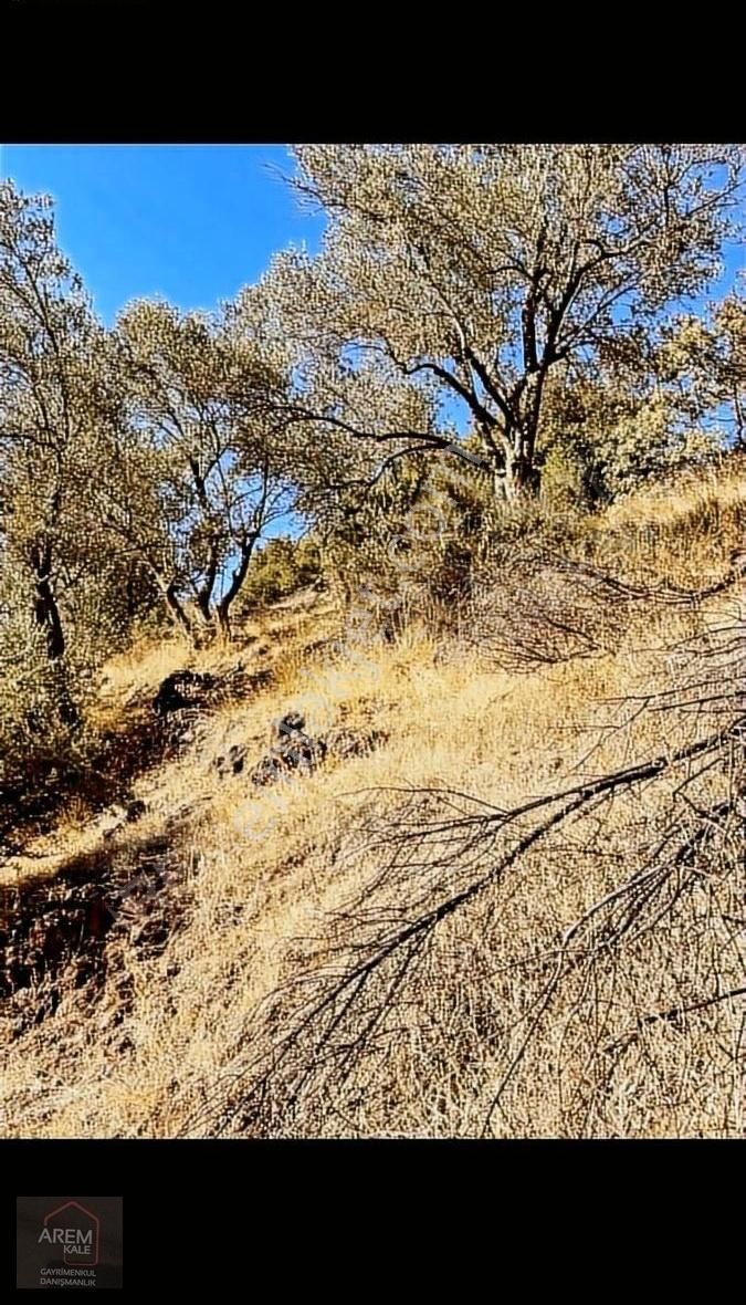 Lüleburgaz İstiklal Satılık Zeytinlik Çanakkale Merkez Akcapınar Koyunde Kupon Zeytinlik