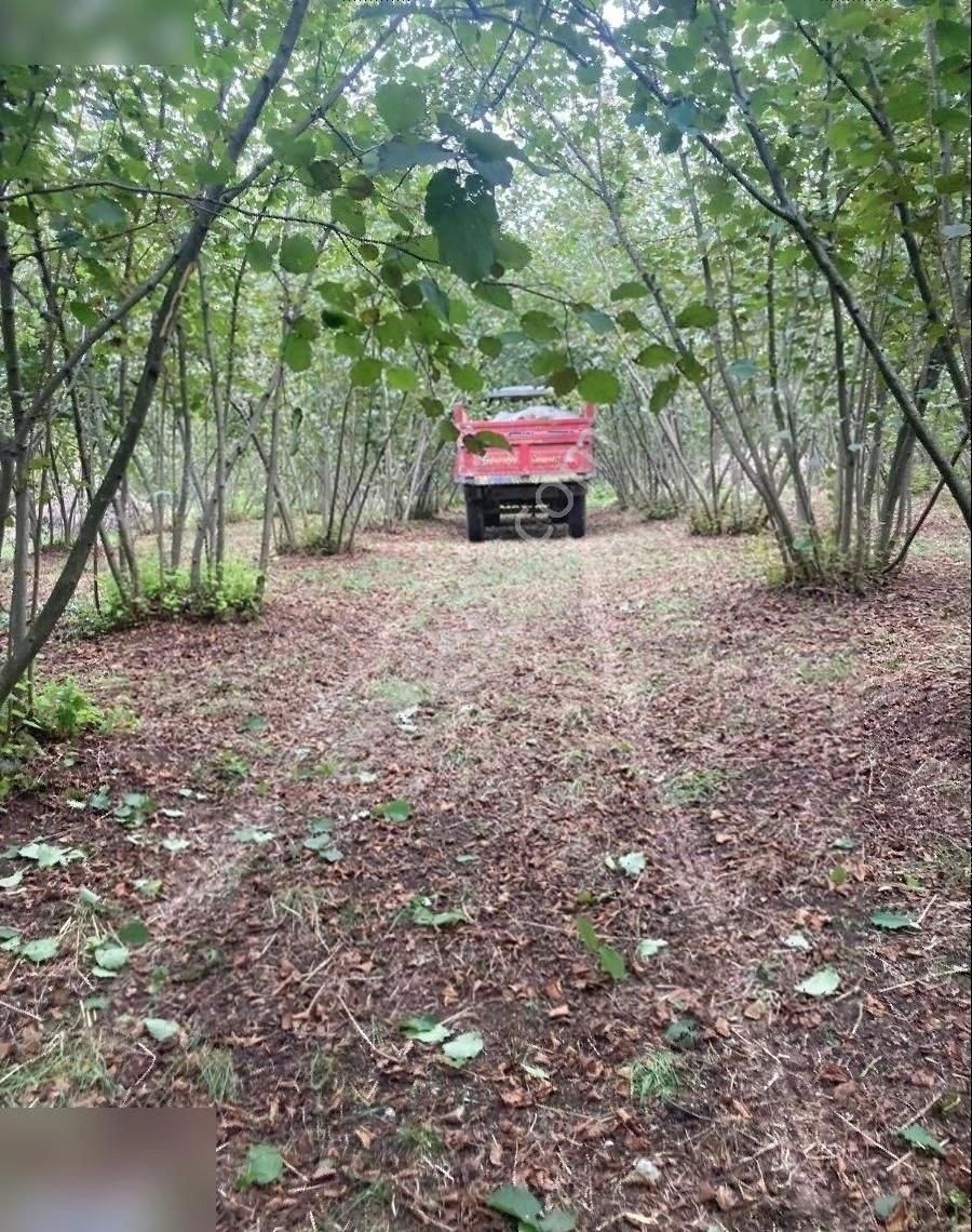 Hendek Akarca Satılık Tarla 200 Ocak Fındık Bahçesi Köye Yakın Müstakil 3000 M2