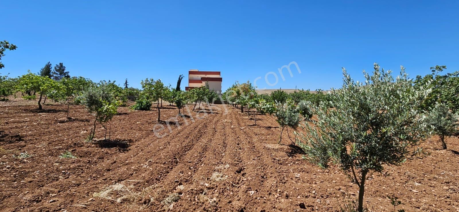 Karaköprü Uzuncuk Satılık Bağ & Bahçe Yaşarsoy Gyo'dan Karaköprü Hamurkesen De Satılık Bağ Evi