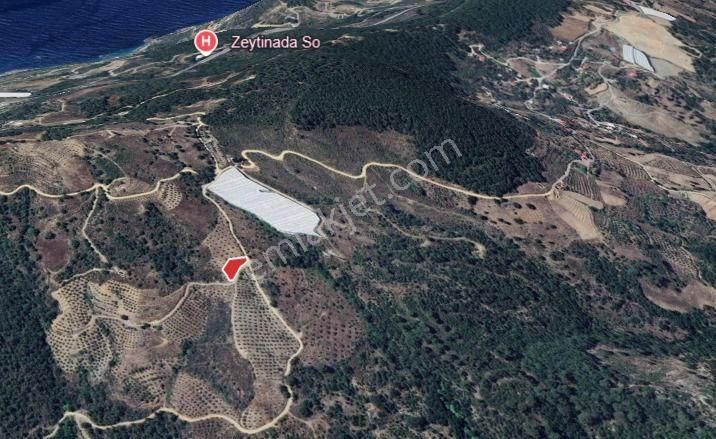 Gazipaşa Zeytinada Satılık Tarla Zeytinada Da 1.032 Mt2 Yatırımlık Tarla