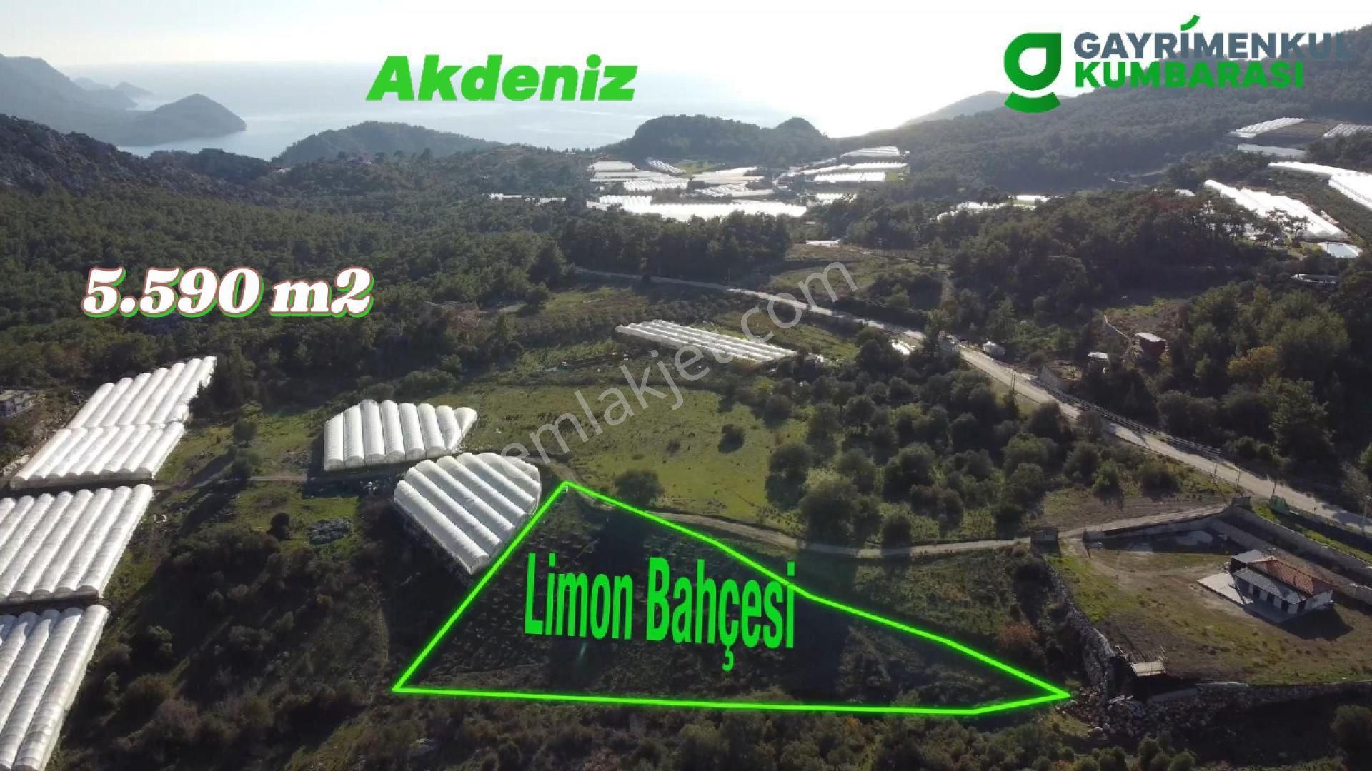 Kumluca Mavikent Satılık Bağ & Bahçe Antalya Kumluca Yenice Mah. Satılık Limon Bahçesi