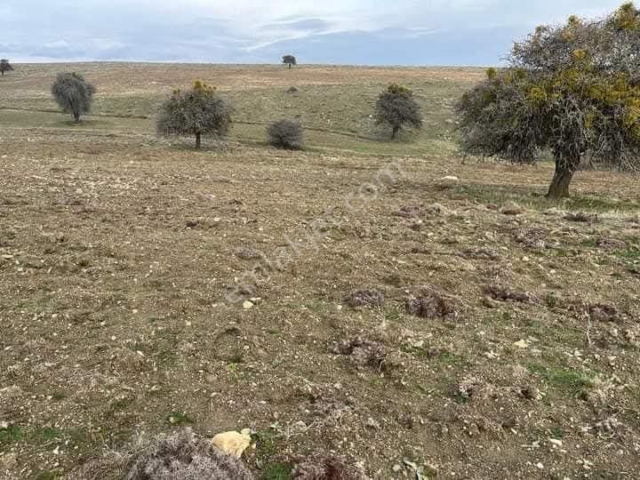 Odunpazarı Emek Satılık Tarla Elmas Emlaktan Satılık Eskişehir Merkeze 20 Km Mesafede Karaderede Tarla