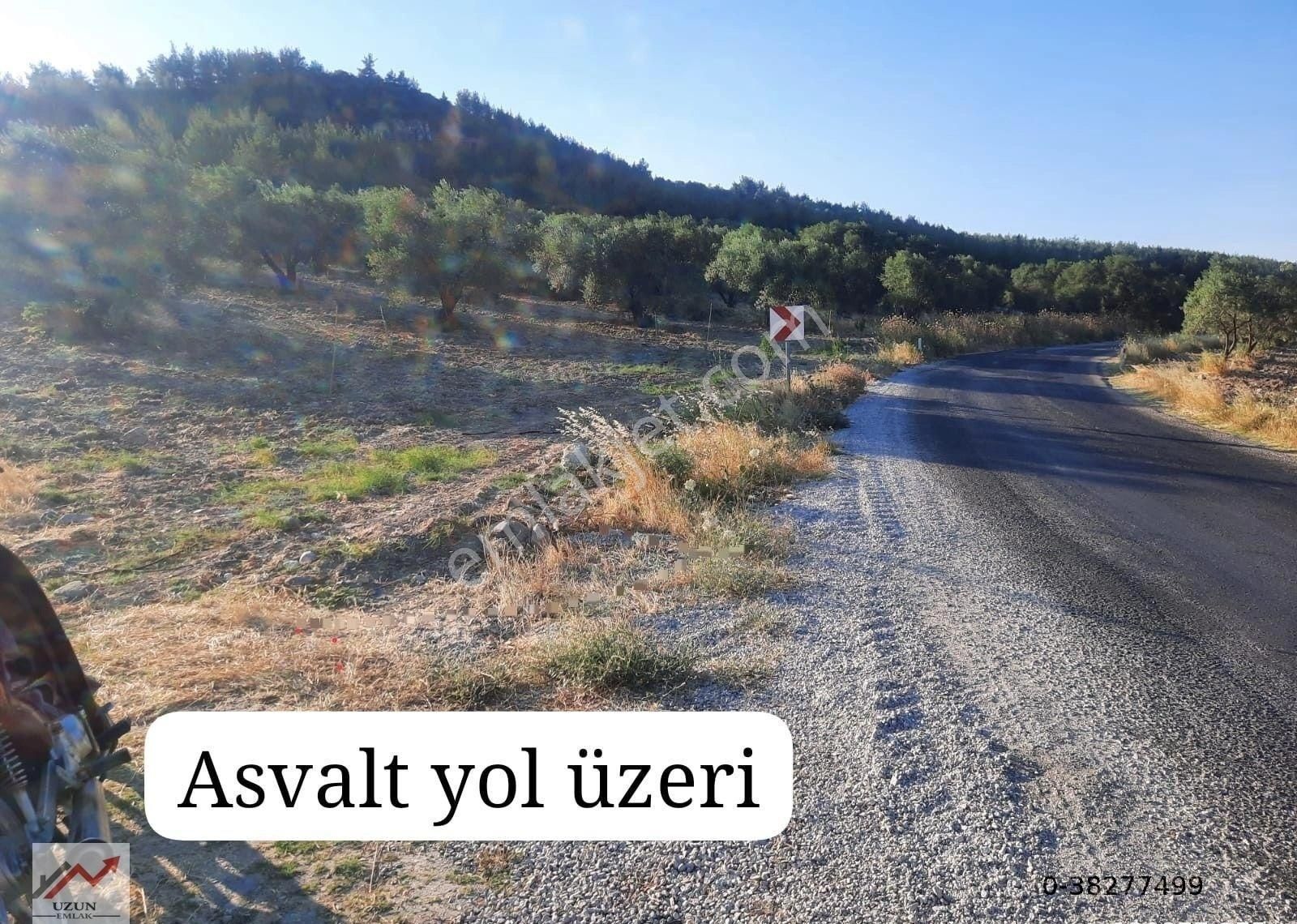 Manisa Saruhanlı Satılık Zeytinlik Saruhanlı Bahadır'da Asvalt Yol Üzerinde 13 Dönüm Zeytinlik