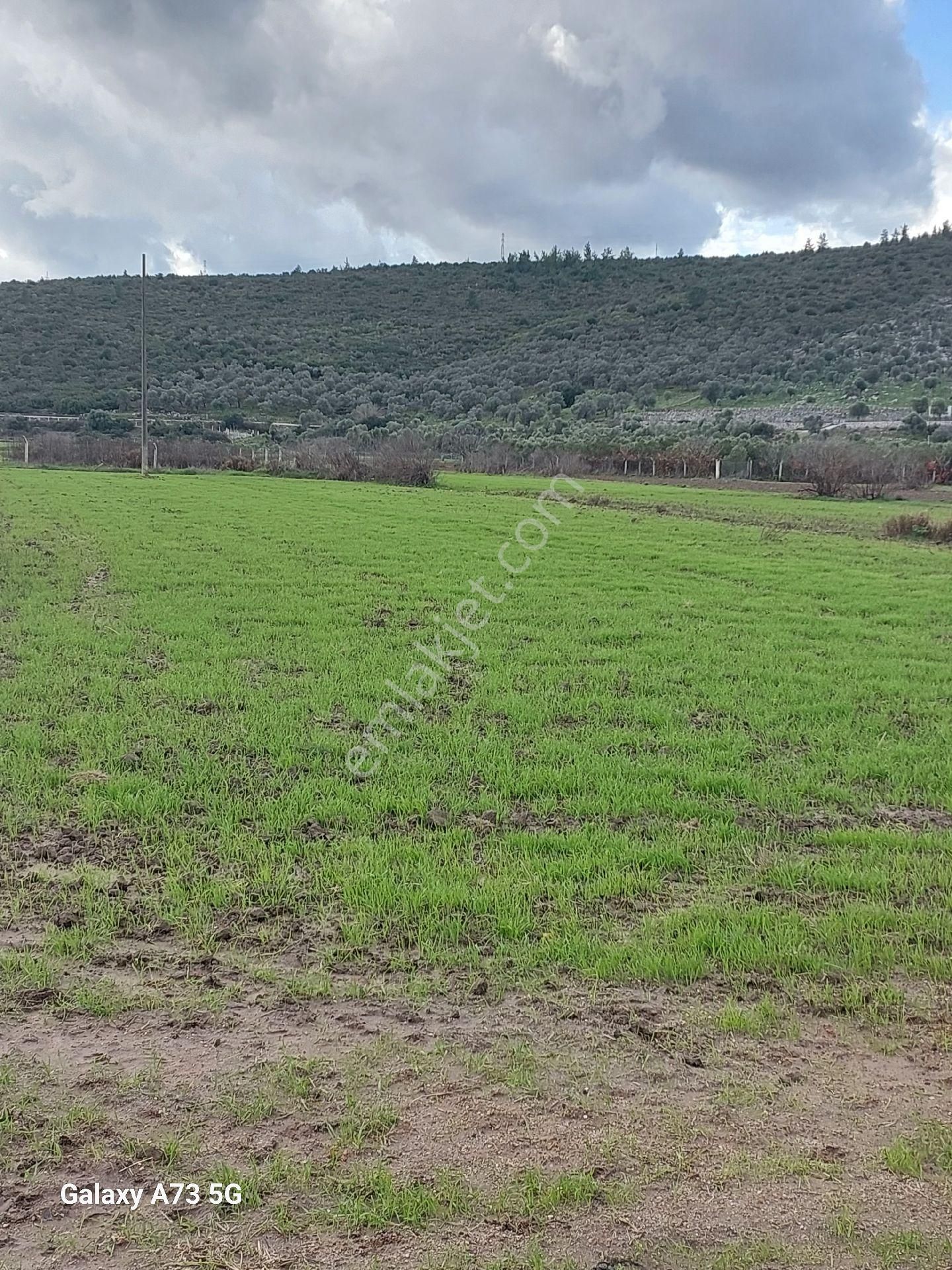 Bodrum Mumcularda Satılık Tarla