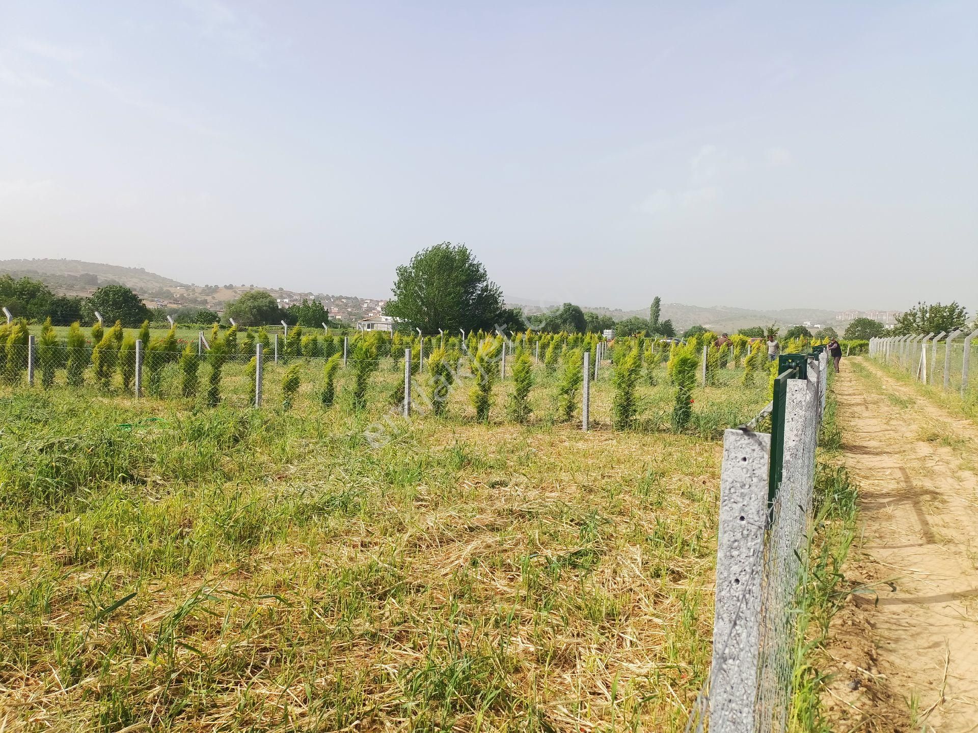 Yunusemre Yağcılar Satılık Tarla Manisa Cbü Karşısında 370 M2 Tapulu Hobi Bahçesi