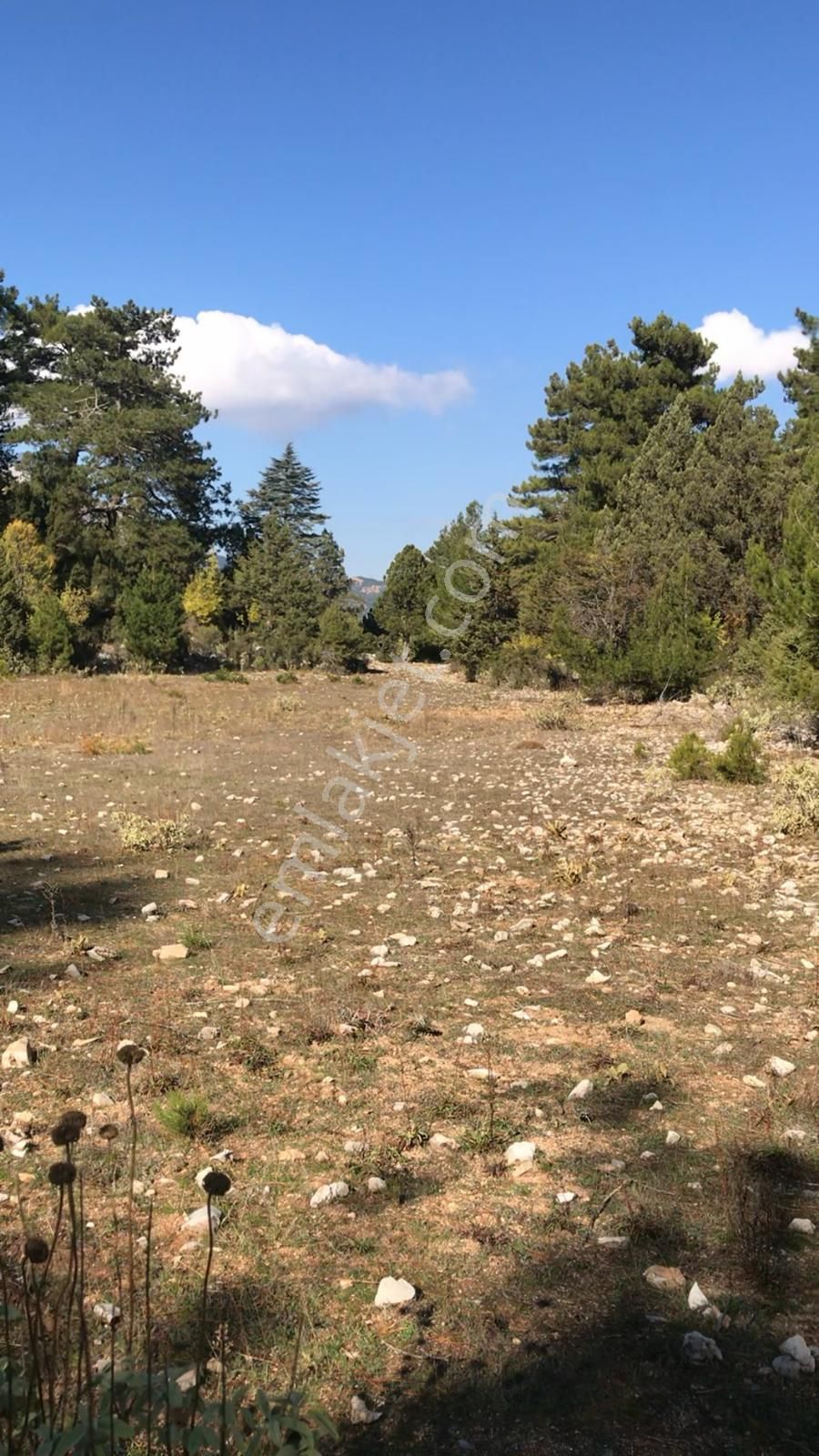 Fethiye Koruköy Satılık Tarla Stop’tan Yayla Koru'da Orman İçinde Tek Tapu Tarla