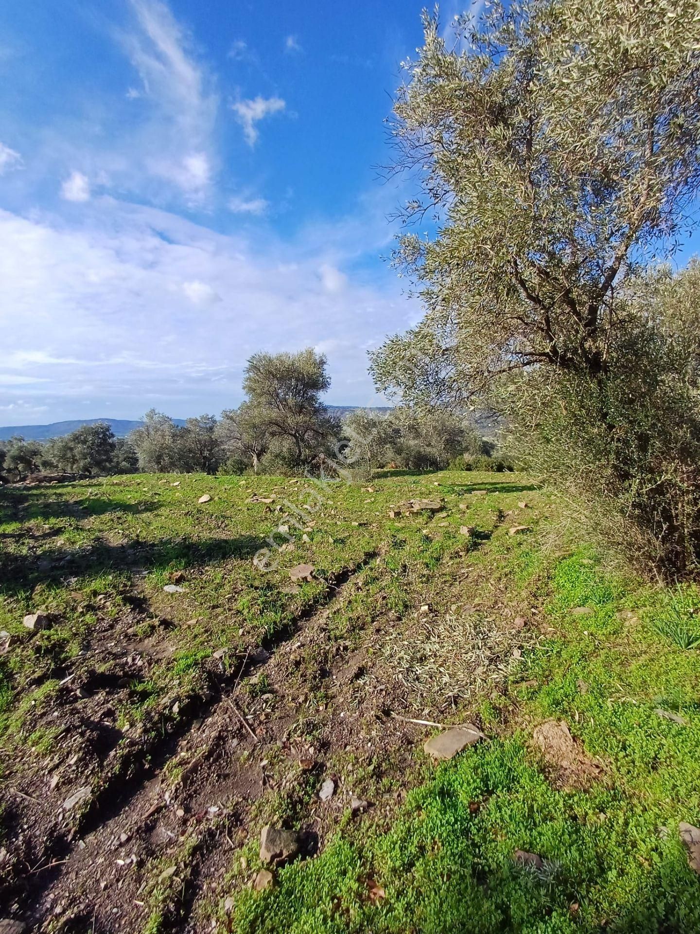 Milas Söğütçük Satılık Zeytinlik Muğla Milasda Söğütçük Satılık Zeytinlik