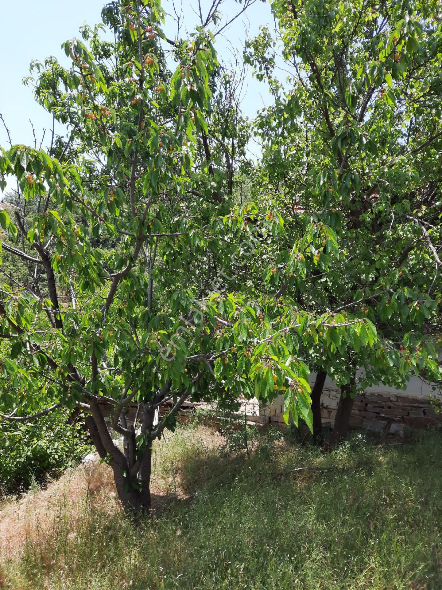 Salihli Çapaklı Satılık Zeytinlik Manisa Salşhli Satılık Erik Tarlası