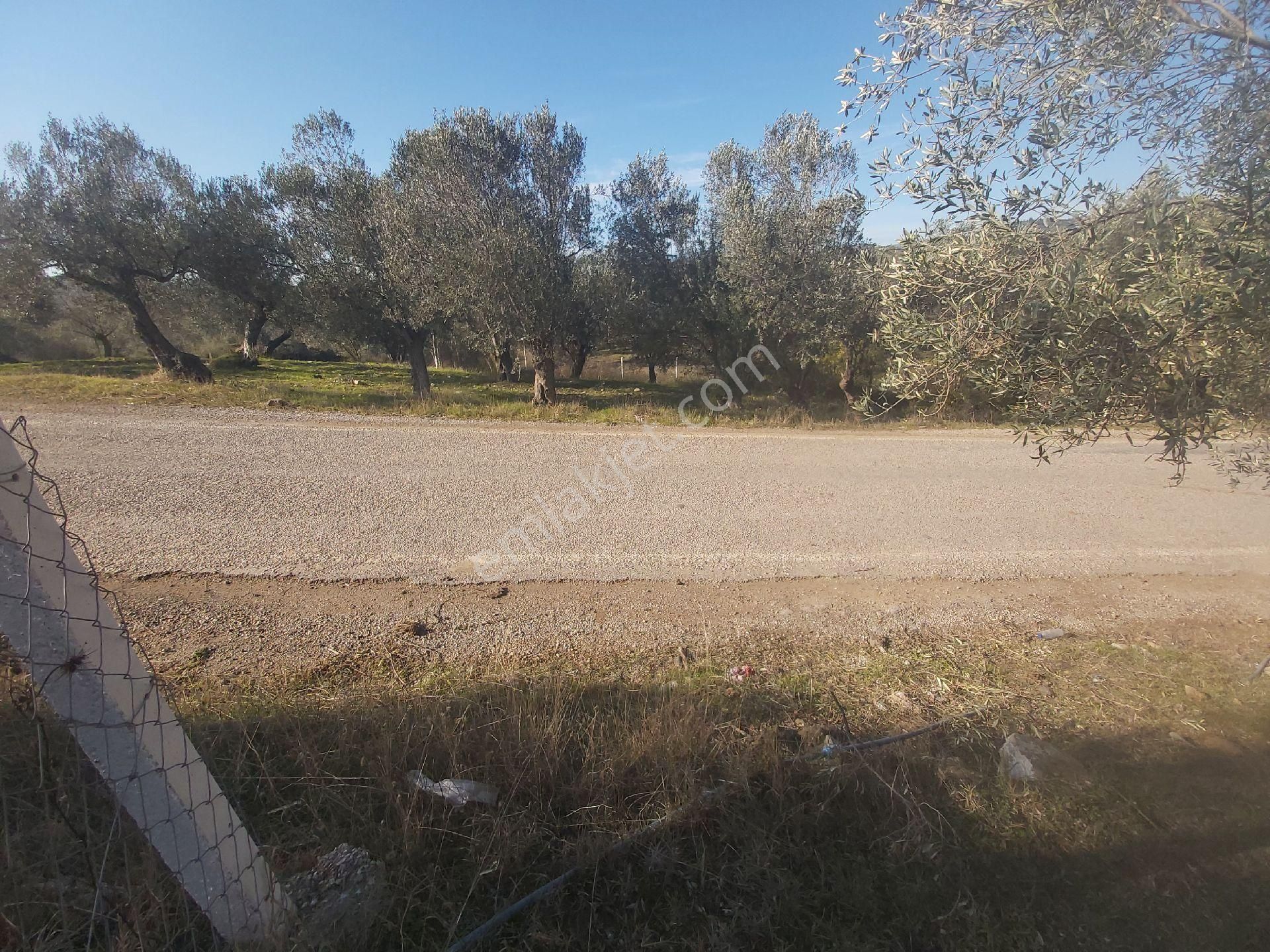 Eryılmaz Gayrimenkul'den Balıkesir Havran Kalabak Köyünde 718 M2 Zeytinlik - Görsel 3