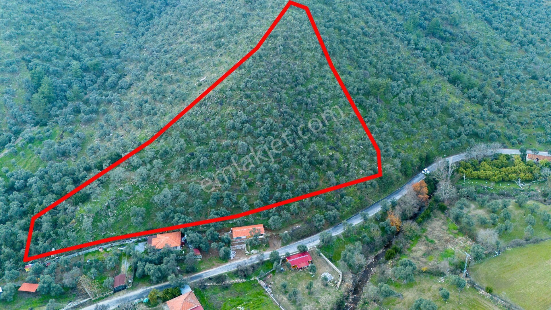 Milas Kandak Satılık Zeytinlik Milas Kandakta 4.636 M2 Zeytinlik Köye Yakın Yola İkinci Parsel