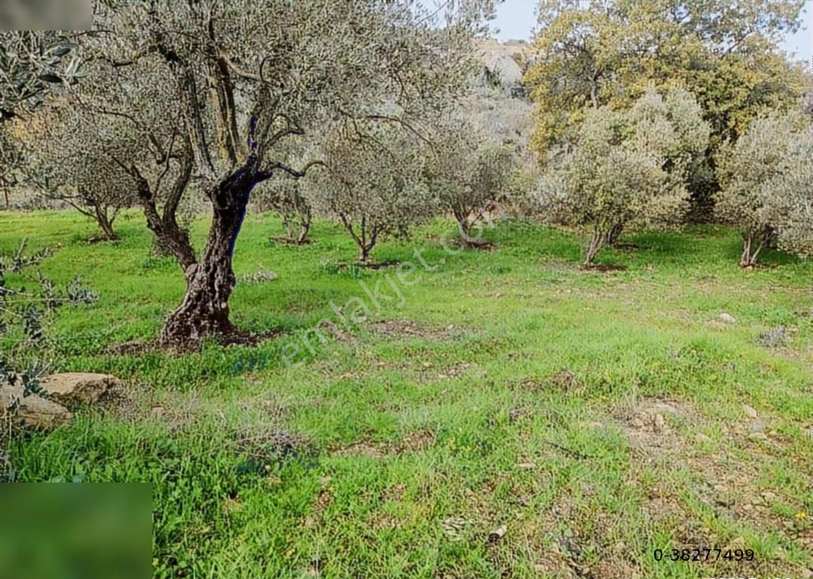 Altınözü Sofular Satılık Tarla Sofularda Ana Yola Yakın 4dnm... Harbıye Ye 5 Dk