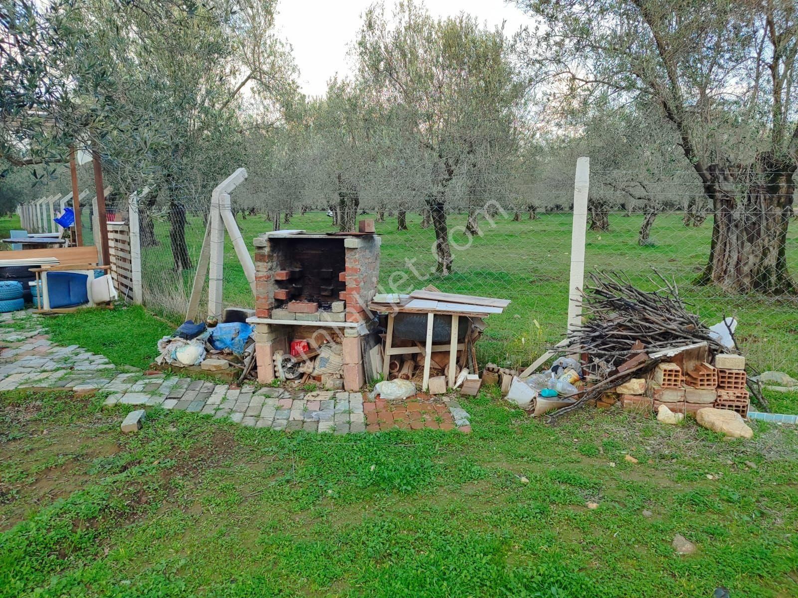 Edremit Gazi İlyas Satılık Zeytinlik Edremit Merkeze 2 Dakika Yeni Yapılacak Devlet Hastanesi'ne Yakın Satılık Zeytinlik