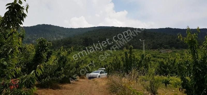 Kemalpaşa Kamberler Satılık Bağ & Bahçe Kemalpaşa Kamberler Köyünde İhracat Kirazı Yetişen Bağ