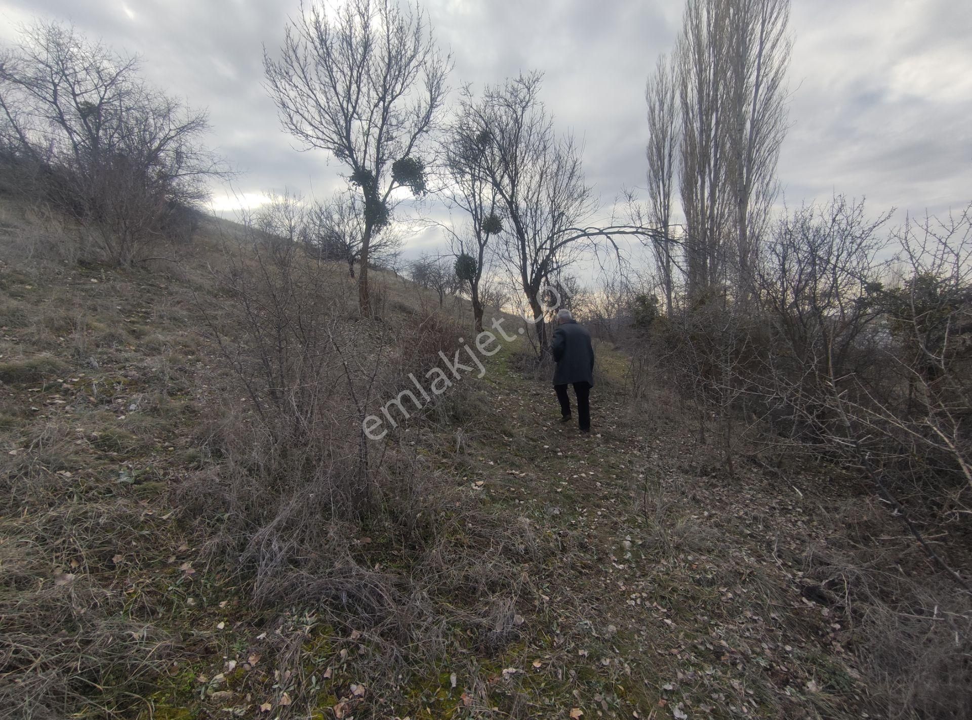 Özpınar,dan Çavuş Köyü Konya Yolu Üzeri Satılık Ceviz Tarlası 3052 M2 Evli.! - Görsel 24