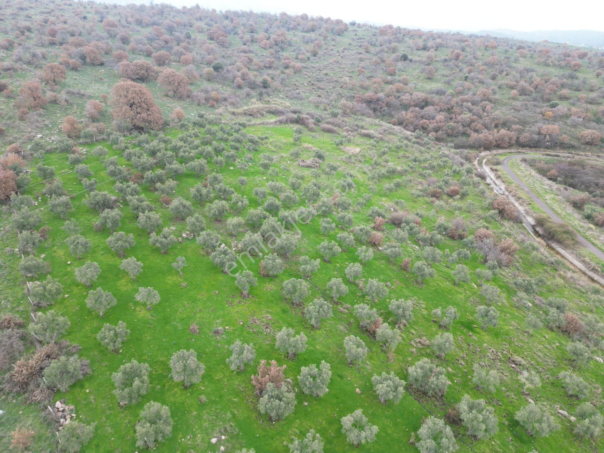 Dikili Kızılçukur Satılık Tarla İzmir Dikili Kızılçukur Köyü'nde Müstakil Tapulu Satılık Tarla