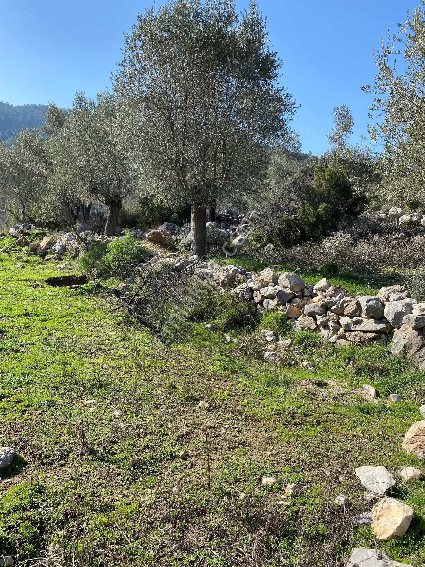 Seydikemer Gerişburnu Satılık Tarla Seydikemer De Satılık İmarlı Arsa