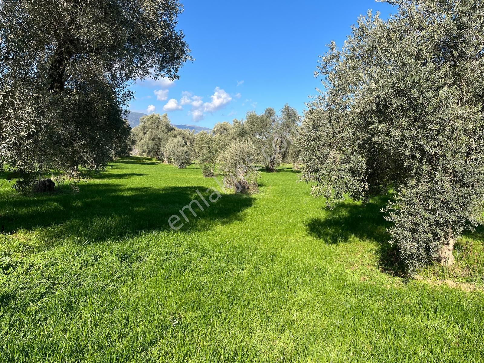 Aydın Bozdoğan Satılık Zeytinlik ■ Aydın Bozdoğan'da Satılık İncir Ve Zeytin Bahçesi