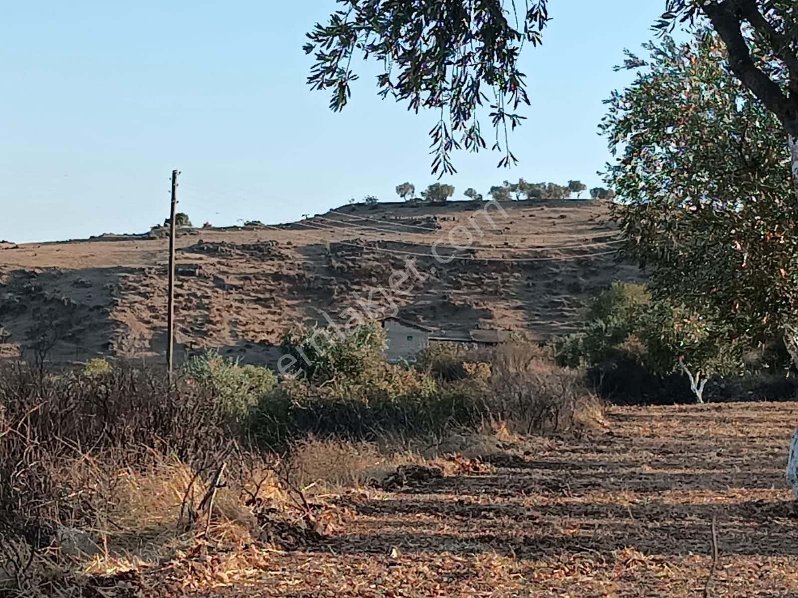 Kilis Kilis Merkez Satılık Zeytinlik Mahmut Emlaktan Öncüpınar Mah. Satılık Zeytin Bahçesi