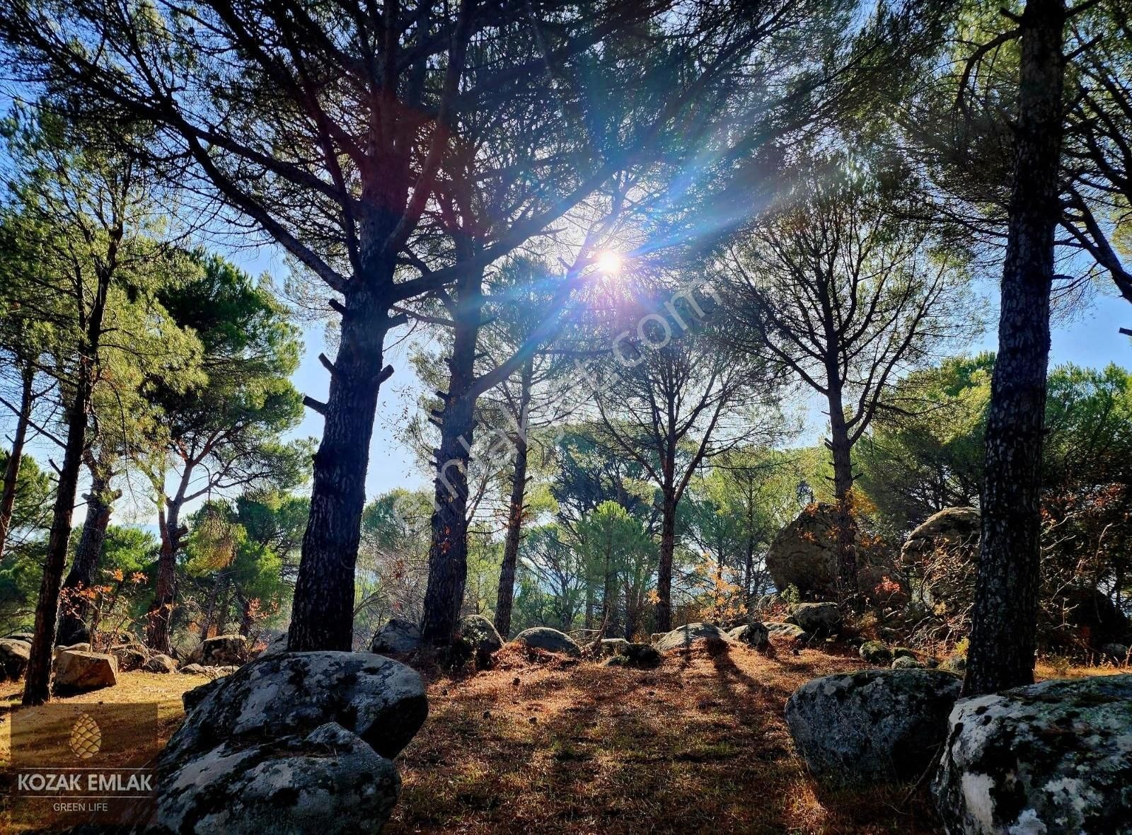 Bergama Ayvatlar Satılık Bağ & Bahçe Bergama Ayvatlar Bahçe Ve Bağ Satılık