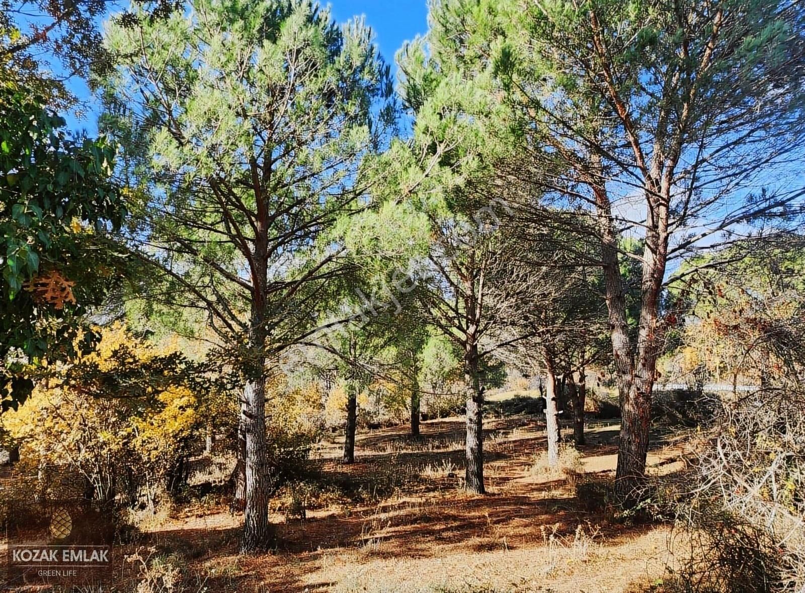 Begama Yukarıbey Bağ Ve Bahçe Satılık - Görsel 6