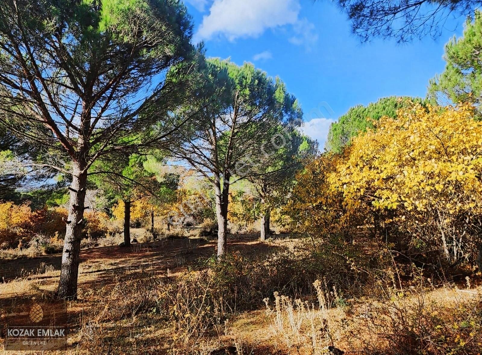 Begama Yukarıbey Bağ Ve Bahçe Satılık - Görsel 21
