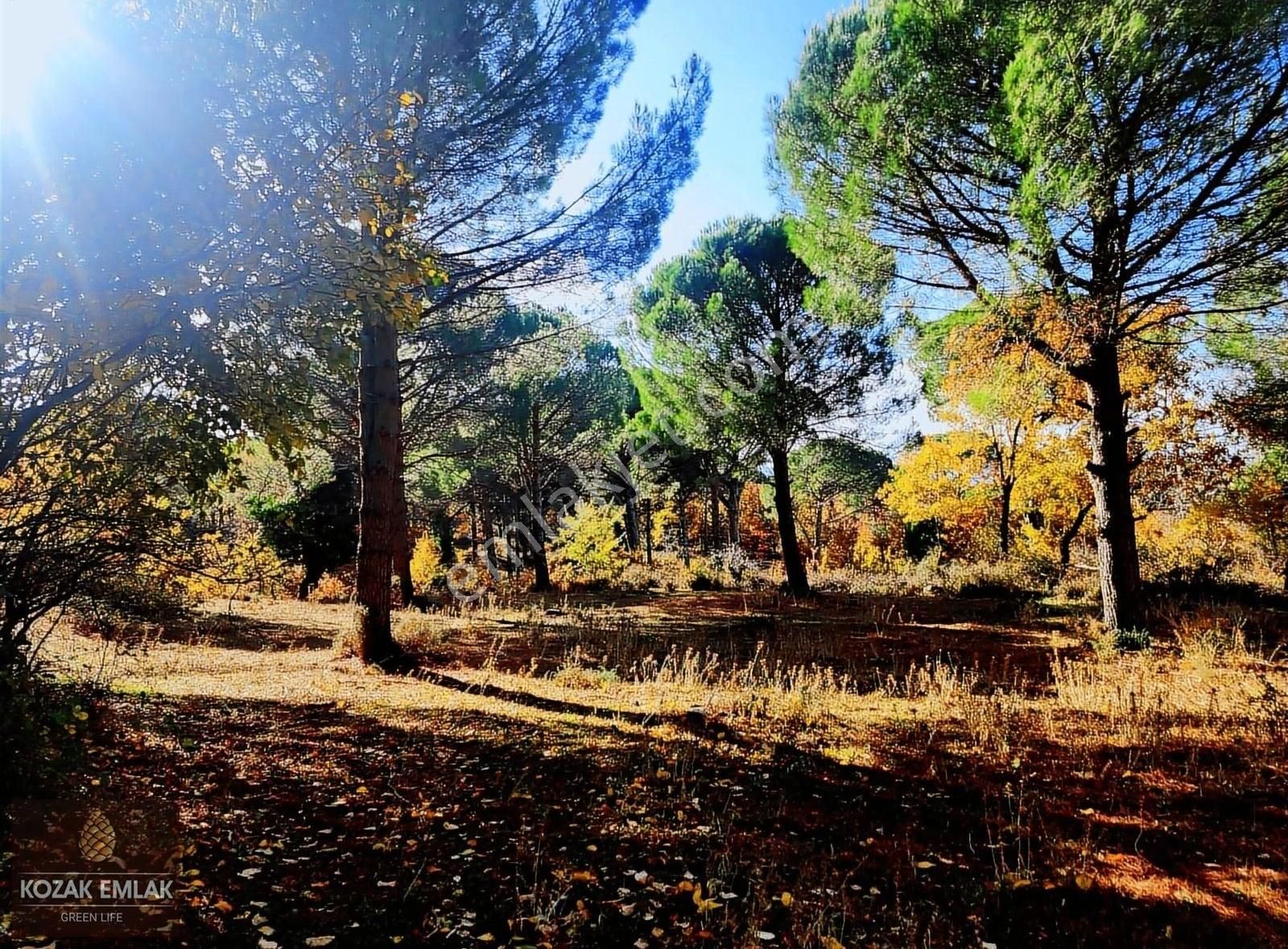 Bergama Yukarıbey Satılık Bağ & Bahçe Bwegama Yukarıbey Bağ Ve Bahçe Satılık