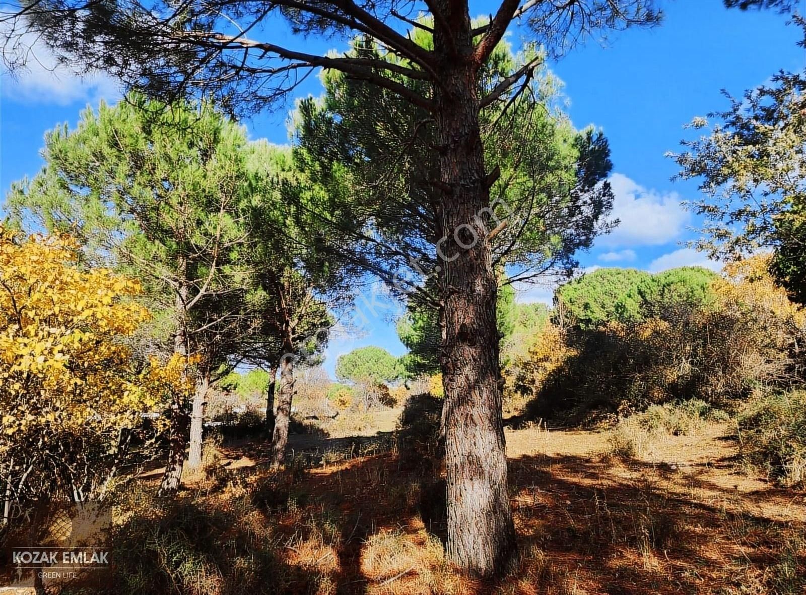 Begama Yukarıbey Bağ Ve Bahçe Satılık - Görsel 15