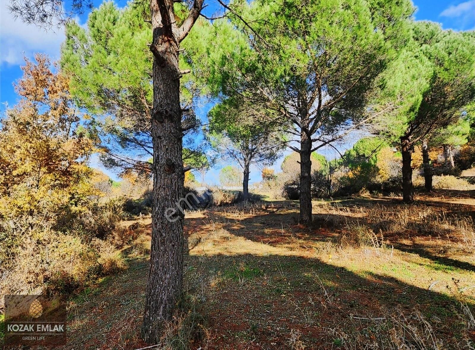 Begama Yukarıbey Bağ Ve Bahçe Satılık - Görsel 14
