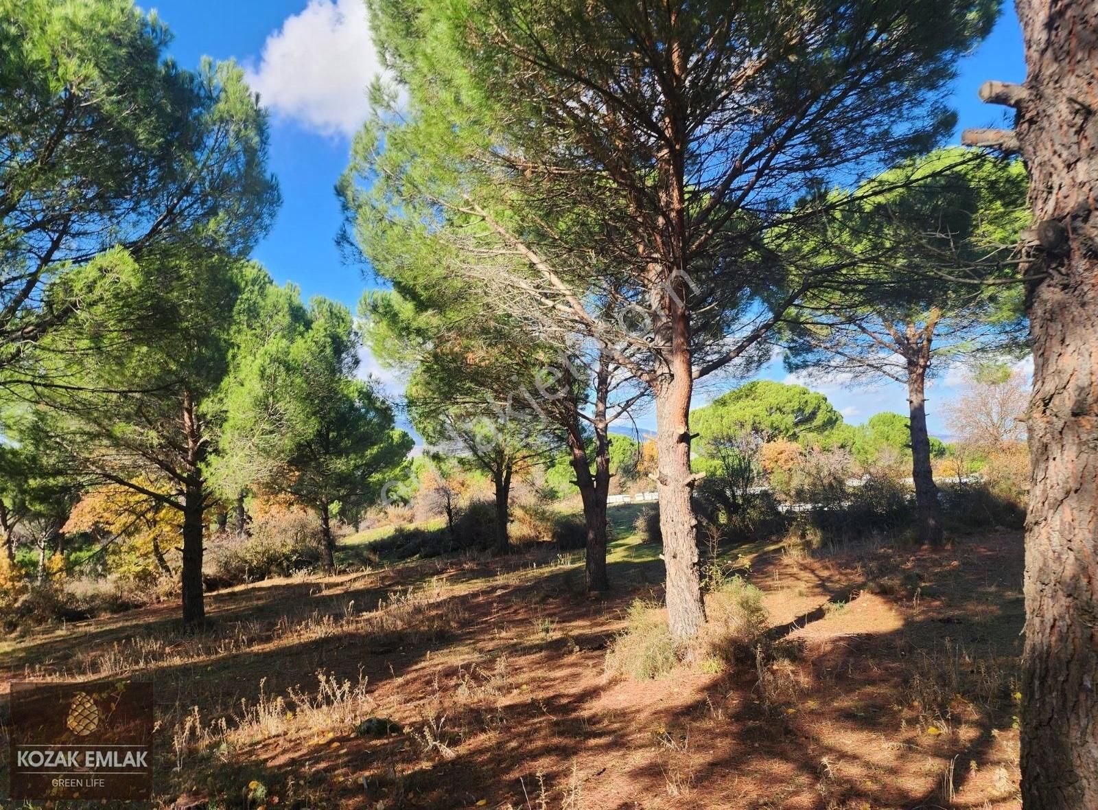 Begama Yukarıbey Bağ Ve Bahçe Satılık - Görsel 13